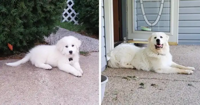 Тогда и сейчас: очаровательные щенки, выросшие во взрослых собак