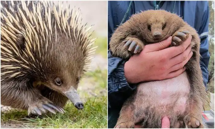 Пенис ехидны - одна из главных загадок животного мира