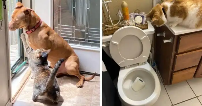 18 случаев, когда коты установили в доме хозяев свои правила