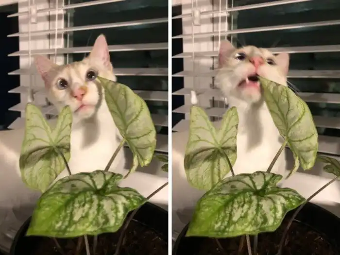 18 случаев, когда коты установили в доме хозяев свои правила