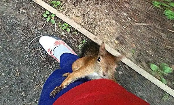 Памятка для отдыха на природе: Почему крайне нежелательно кормить всех диких зверей. Особенно с рук. Особенно белок