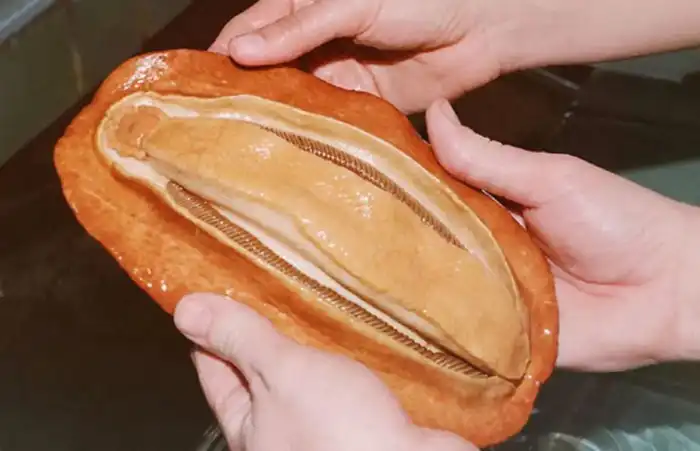 Криптохитона Стеллера: Здоровый «кусок мяса» ползает по пляжу. Кто это на самом деле?