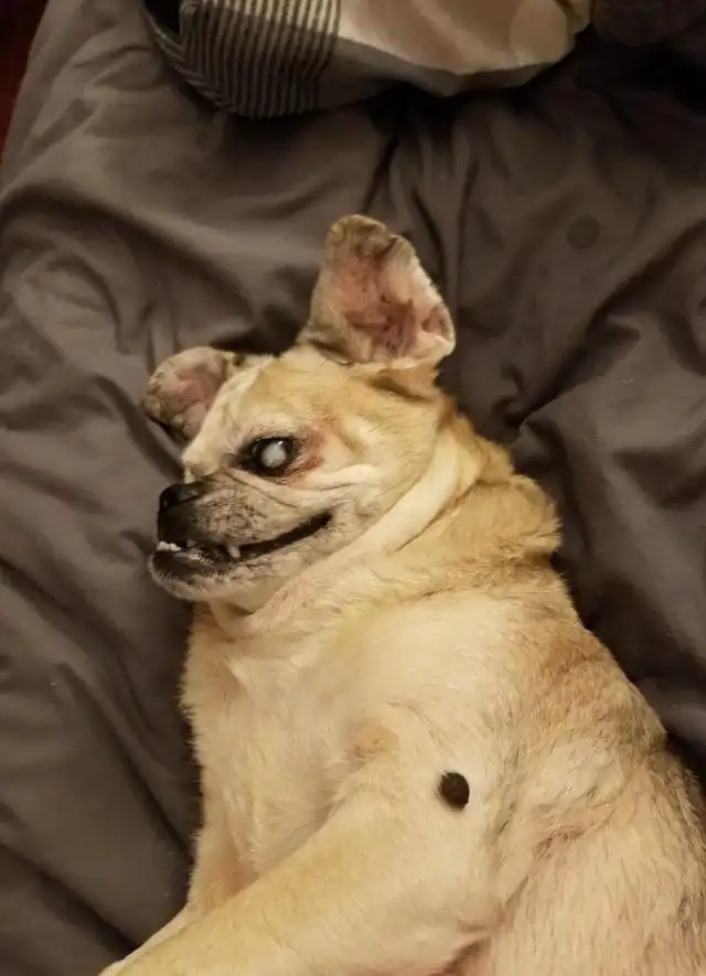 15 домашних животных, способных напугать своим видом