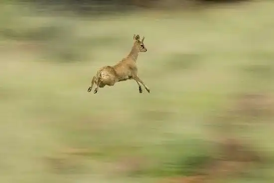 Антилопа-прыгун: Милота в +50 градусов жары. Крошечная антилопа с «проволкой» вместо шерсти и странными копытами