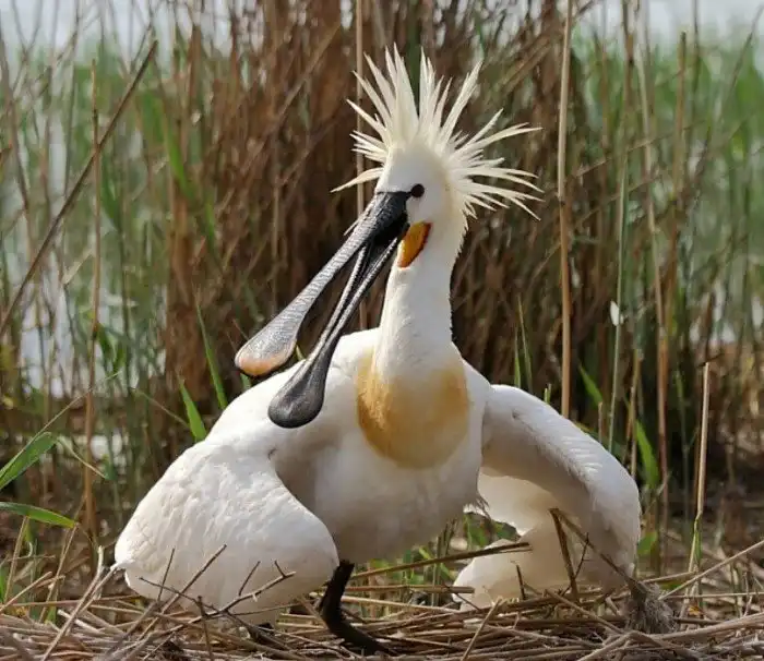 Колпица: Зачем нужен клюв в виде щипцов для салата?