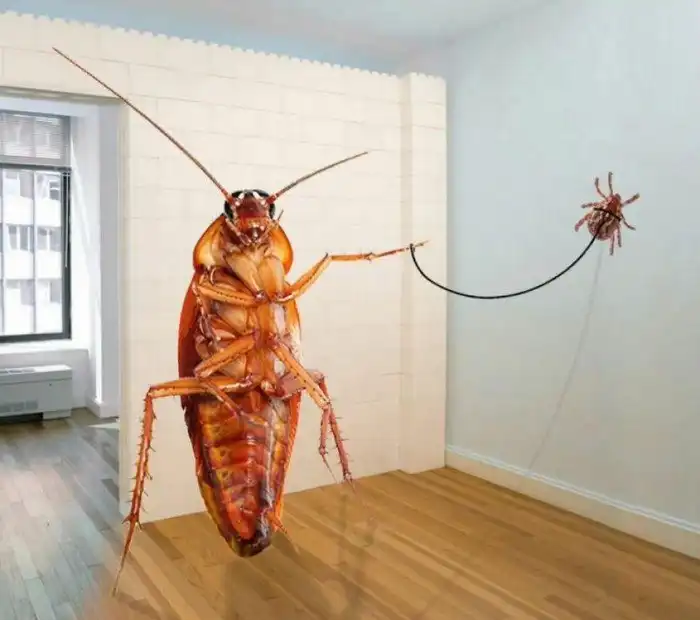 Вымирание тараканов? Почему их всё меньше и меньше с каждым годом?