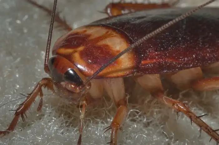 Вымирание тараканов? Почему их всё меньше и меньше с каждым годом?