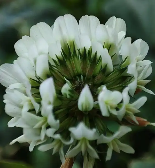 Мир через микроскоп: интересные макрофотографии