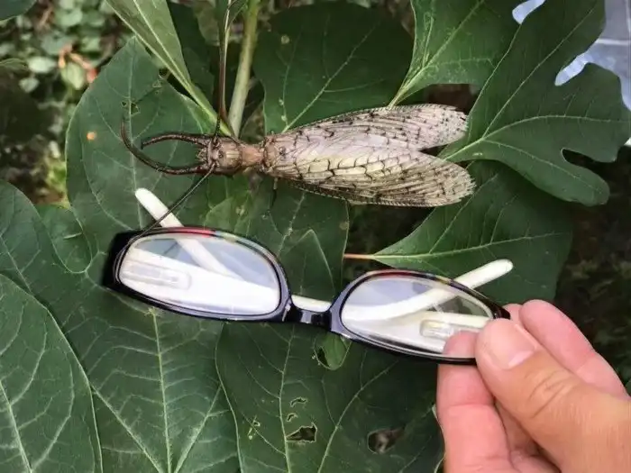 Коридалида: Крупнейшее летающее насекомое размером с воробья. Жвала и химическое оружие в комплекте