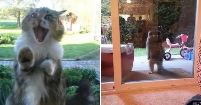 15 забавных животных, которым позарез необходимо внутрь