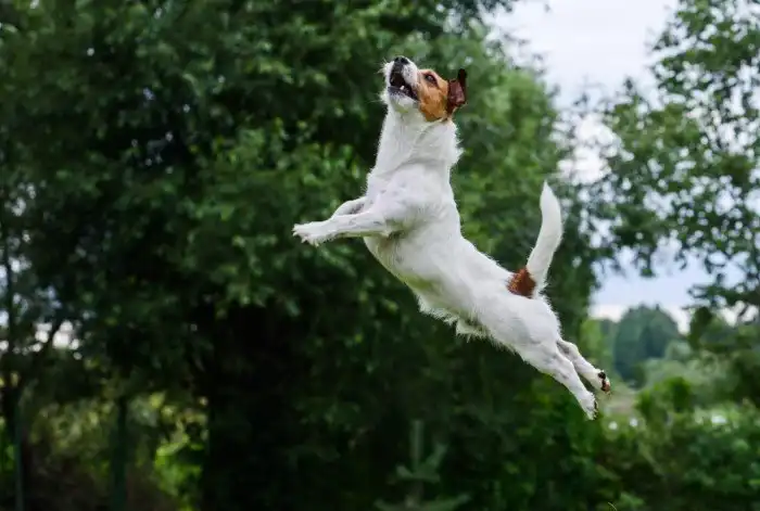 Джек-рассел терьер: В каждой норе затычка. История о том, как британцы вывели «ядерный реактор на ножках»