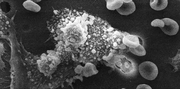 24 неожиданных факта о человеческом теле