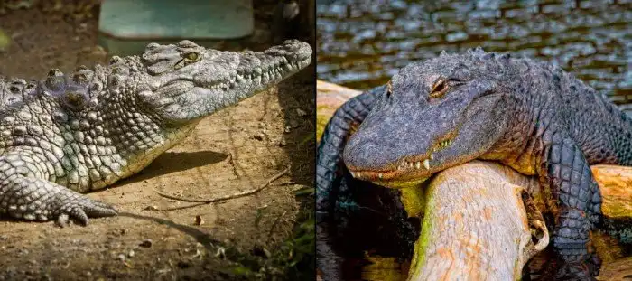 В чём разница между аллигатором и крокодилом?