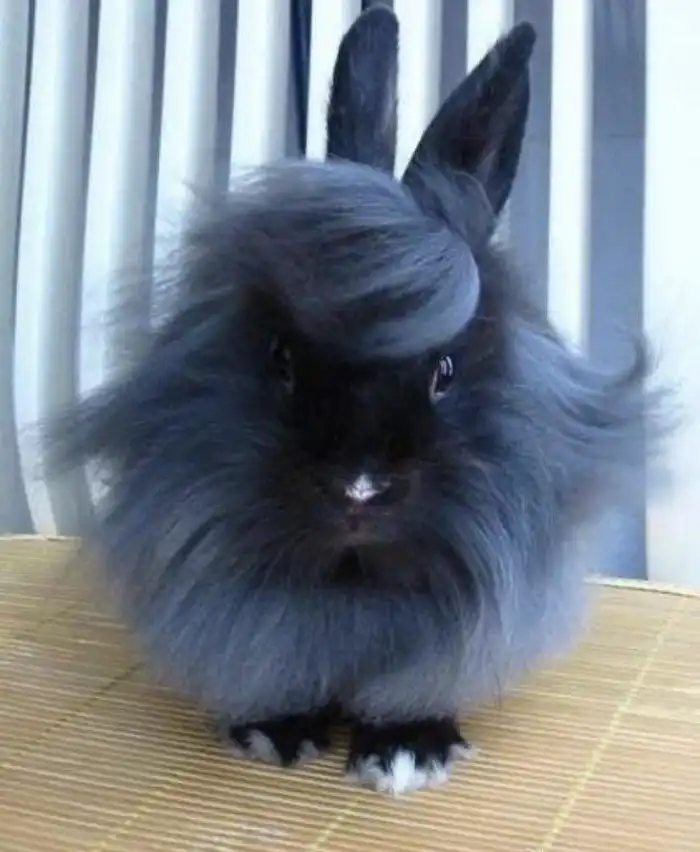 25 фото из жизни милейших кроликов, которых вам захочется срочно тиснуть