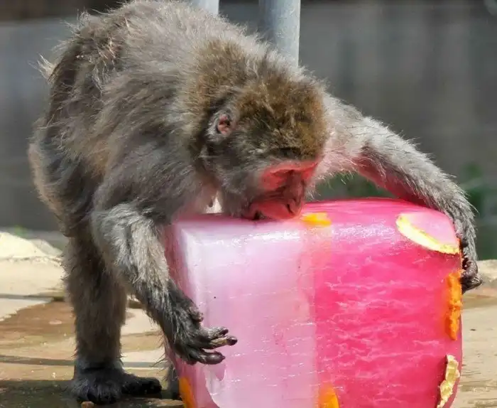 Как животные спасаются от перегрева? Механизмы защиты от аномальной жары