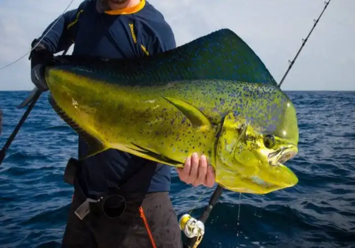 Корифена: Рыба, которую может поймать только мастер. Скорость в 65 кмч и высокий интеллект сделали её легендой