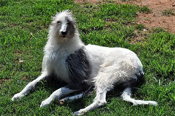 Стагхаунд: Борзая по-американски. Её выводили гонять койотов, а она идёт даже на лося!