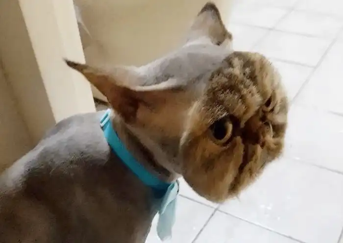 Почему нельзя брить котов? Даже если очень жарко