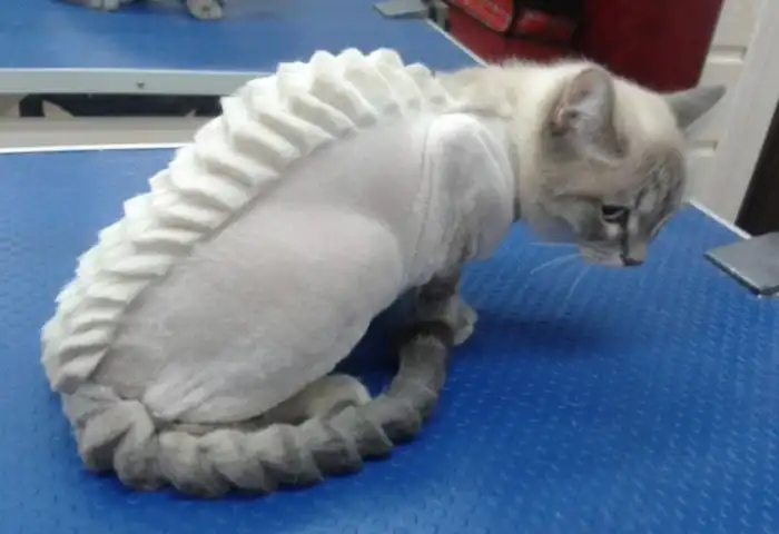 Почему нельзя брить котов? Даже если очень жарко