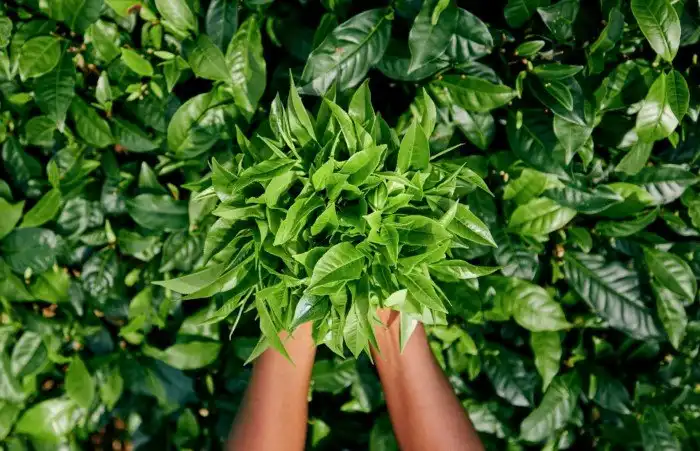 Почему нельзя пить остывший чай?