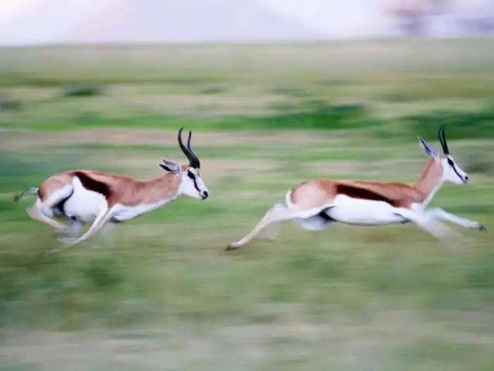 Спрингбок: 90 кмч и рога-кинжалы. Но в Африке этого недостаточно. У антилопы есть секретное оружие. Сзади