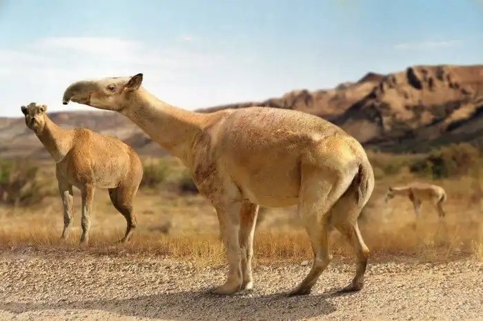 Макраухения: Помесь верблюда, ламы, коня и слона весом в тонну. Что за чудо водилось в Южной Америке?