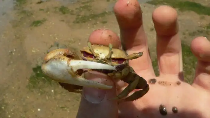 Манящий краб: Лютая мегаклешня и маленькая хилая ручка. Зачем крабу настолько разные конечности?