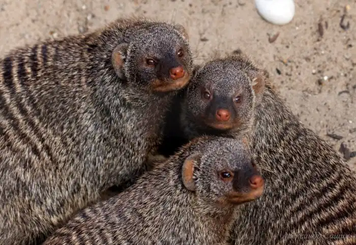 Полосатый мангуст: Стенка на стенку с соседним кланом. Разборки в стиле «Крестного отца»