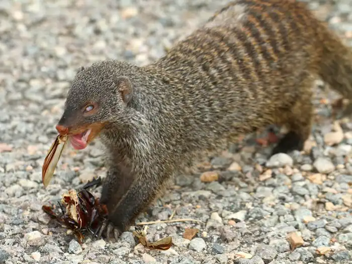 Полосатый мангуст: Стенка на стенку с соседним кланом. Разборки в стиле «Крестного отца»