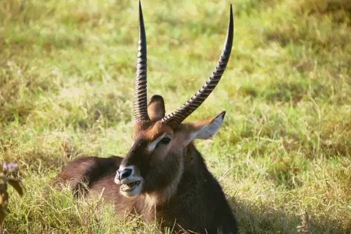 Водяной козёл: Не водяной и не козёл. Тот случай, когда биологи дали название от балды