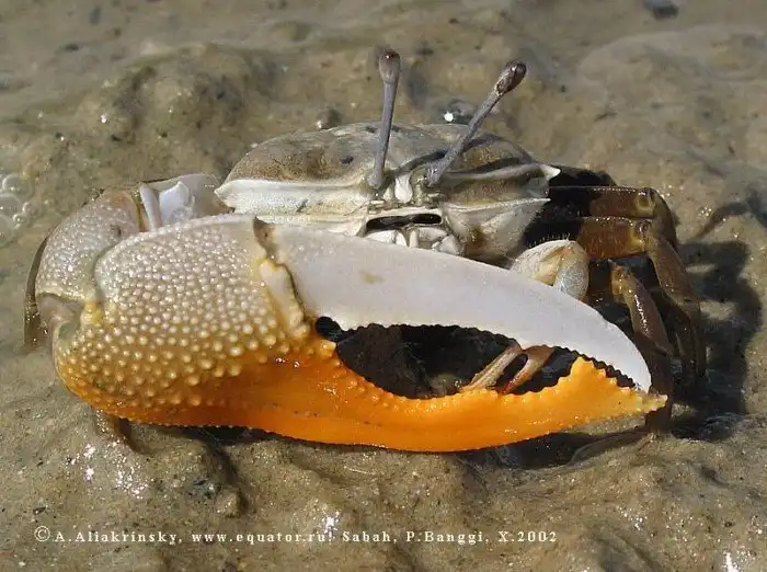 Почему у многих крабов одна клешня мощная и опасная, а вторая хилая и ничтожная?