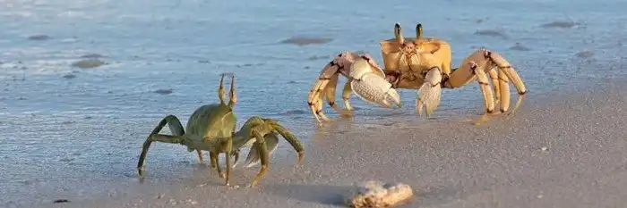 Почему у многих крабов одна клешня мощная и опасная, а вторая хилая и ничтожная?