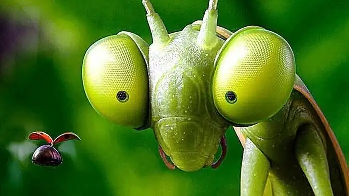 Самоампутация детородных органов, головы и других частей тела — кому и зачем это нужно? Три ярких примера автотомии в природе