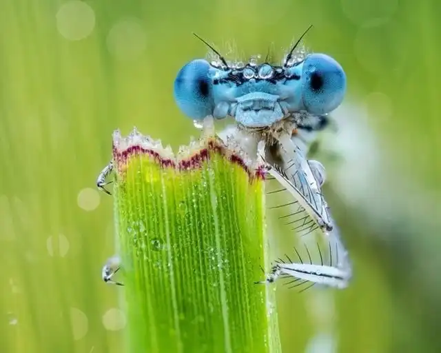 Мир через микроскоп: интересные макрофотографии