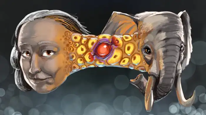 Парадокс, поставивший учёных в тупик: почему большие животные почти не болеют раком?