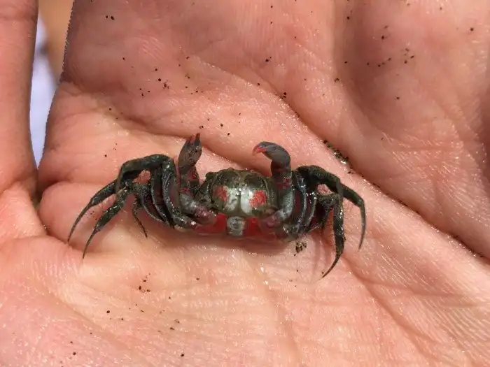 Краб-барботёр: Ест песок и скатывает отходы в уникальные узоры из шариков. Странное поведение привлекло даже математиков