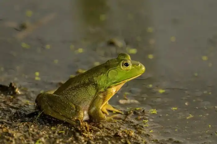 Какие самые многочисленные животные на планете? Почему составить топ-5 невозможно?