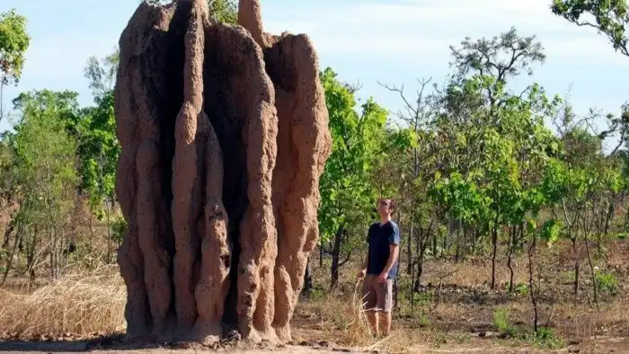 Какие самые многочисленные животные на планете? Почему составить топ-5 невозможно?