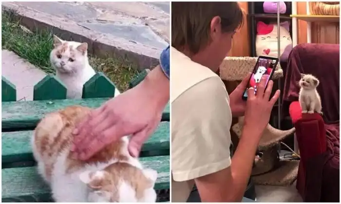 20+ смешных котеек, которые подарят добрую порцию позитива