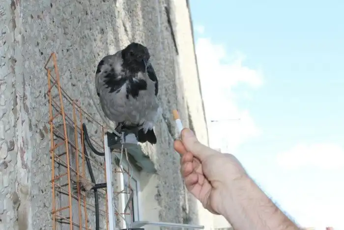 Вороне предлагают закурить. Что будет дальше?