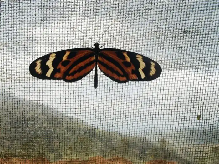 Бабочка-тигр: Это не драгоценные украшения, а куколки тропических бабочек. Зачем насекомые укутываются в «золото»?