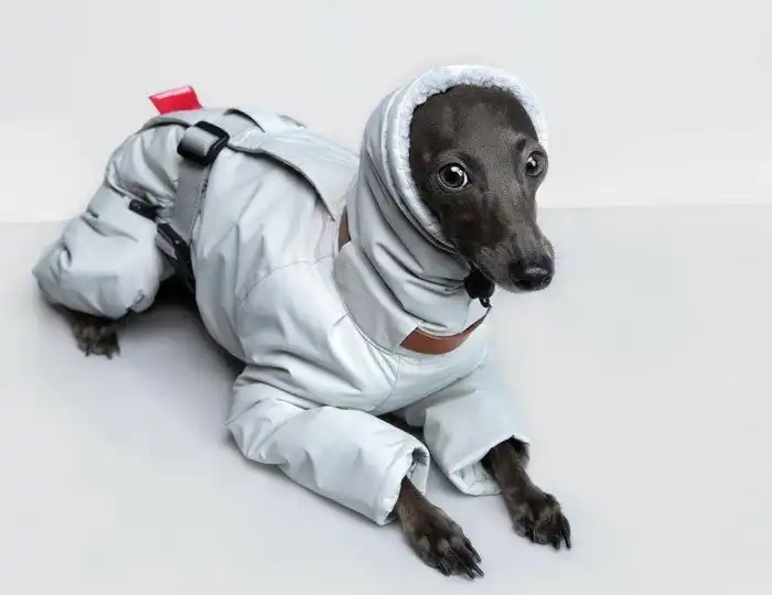 Левретка: Маленькая, худющая и вечно дрожит. Зато её охотничьи навыки поражают!