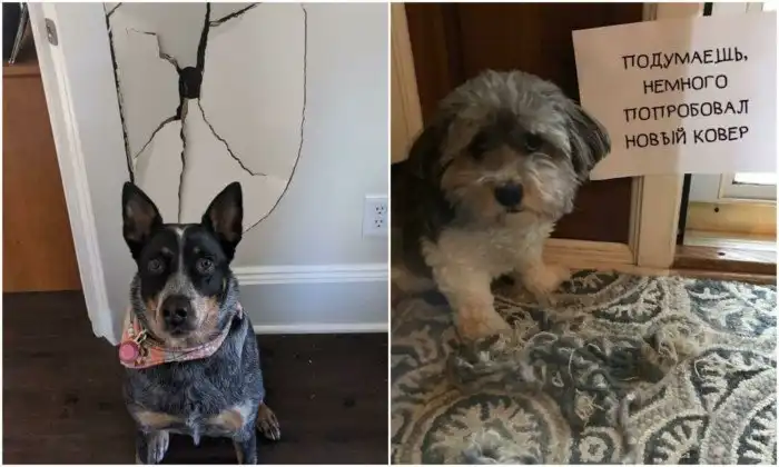 Попались: 20+ собак, которым ни капли не стыдно за свои преступления