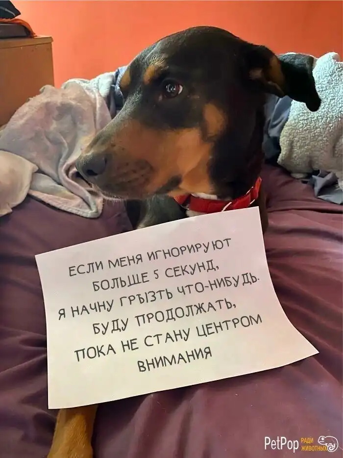 Попались: 20+ собак, которым ни капли не стыдно за свои преступления