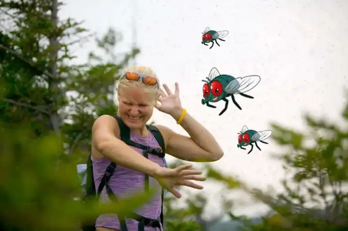 Почему мухи начинают больно кусаться в конце лета?