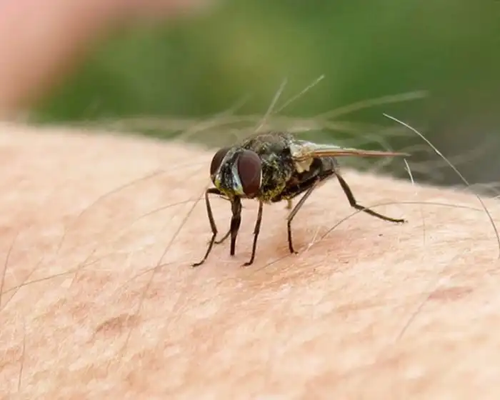 Почему мухи начинают больно кусаться в конце лета?