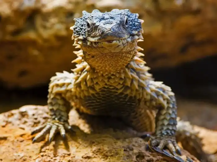 Малый поясохвост: Ящерица-трансформер с двухслойной бронёй. Пьёт воду кожей и отличается живорождением