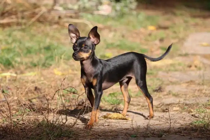 Какое истинное предназначение крохотных пород собак? Их чрезмерная злость и агрессия нужны не просто так