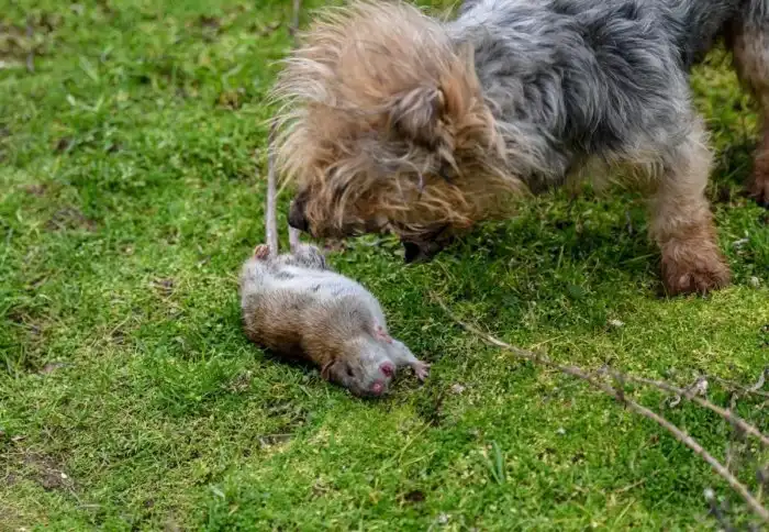 Какое истинное предназначение крохотных пород собак? Их чрезмерная злость и агрессия нужны не просто так