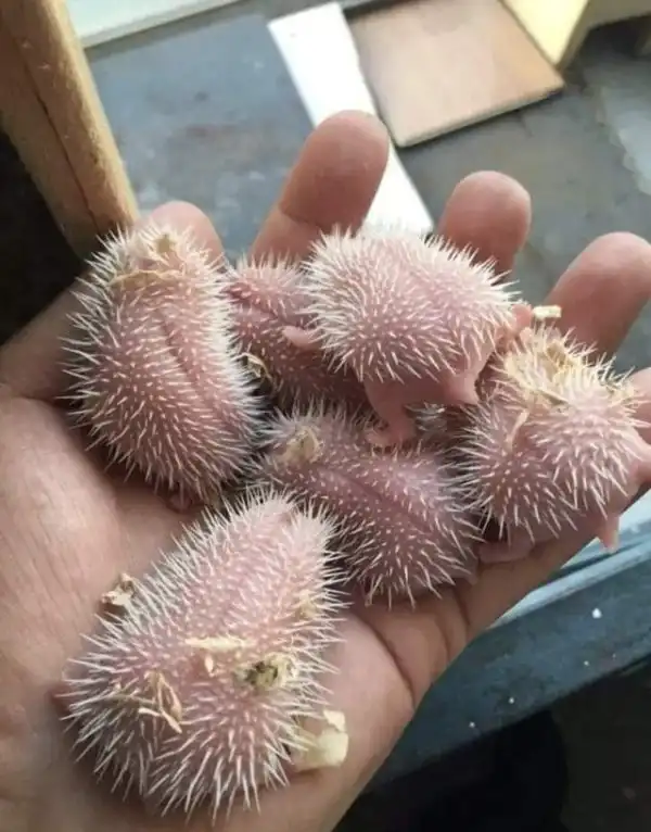 Подборка интересных фотографий из серии "а как выглядит…"